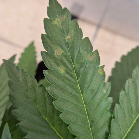 Wedding Gelato 1 growlog timeline photo