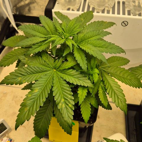 Wedding Gelato 1 growlog timeline photo