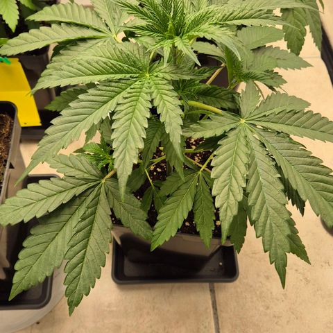 Royal Gorilla 2 growlog timeline photo