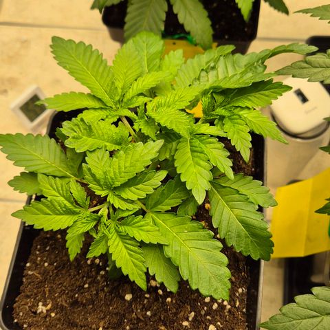 Wedding Gelato 2 growlog timeline photo
