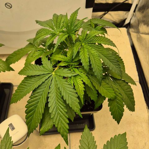 Royal Gorilla 1 growlog timeline photo