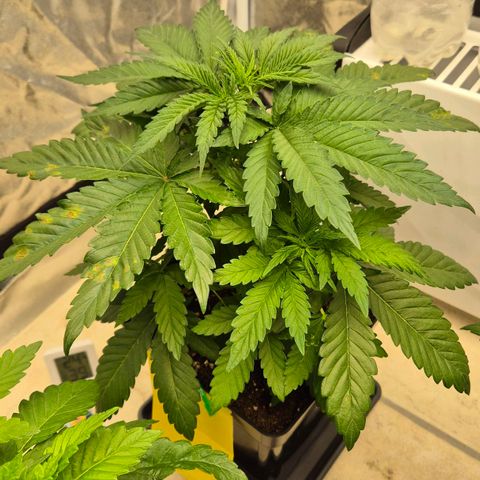 Wedding Gelato 1 growlog timeline photo