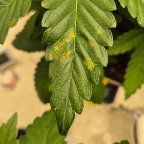 Wedding Gelato 1 growlog timeline photo