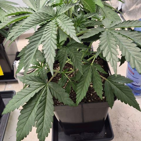 Royal Gorilla 2 growlog timeline photo