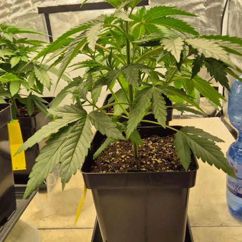 Royal Gorilla 2 growlog timeline photo