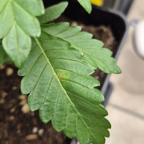 Wedding Gelato 2 growlog timeline photo