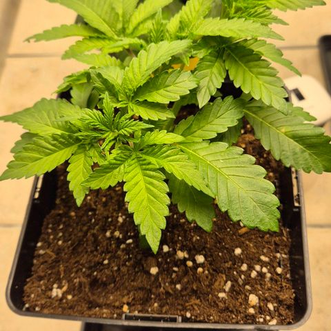 Wedding Gelato 2 growlog timeline photo