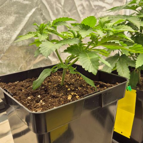 Wedding Gelato 2 growlog timeline photo