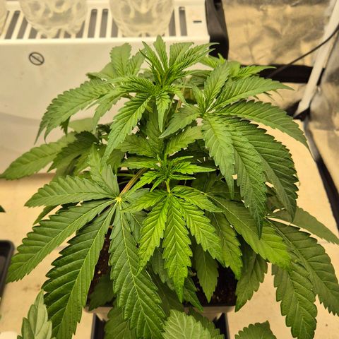 Royal Gorilla 1 growlog timeline photo