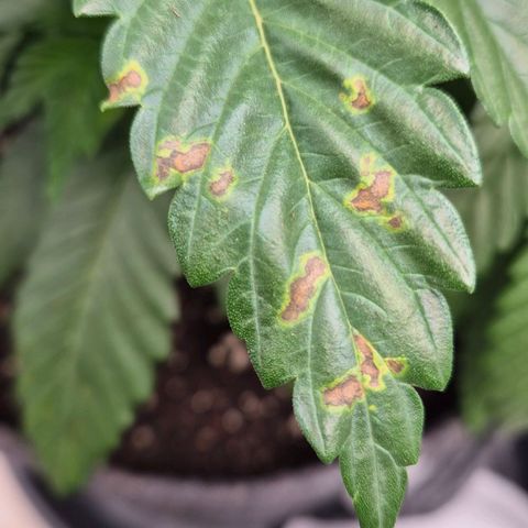 Wedding Gelato 1 growlog timeline photo