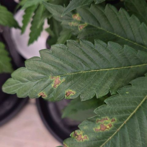 Wedding Gelato 1 growlog timeline photo