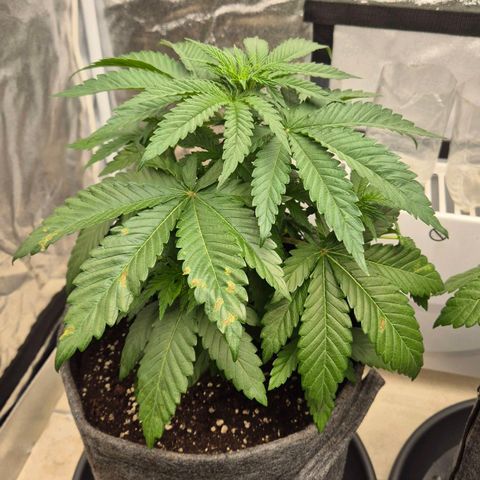 Wedding Gelato 1 growlog timeline photo