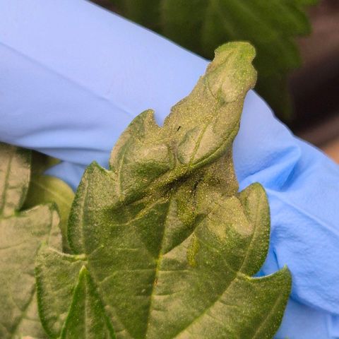 Royal Gorilla 2 growlog timeline photo