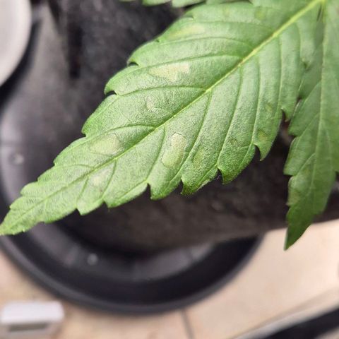 Royal Gorilla 2 growlog timeline photo