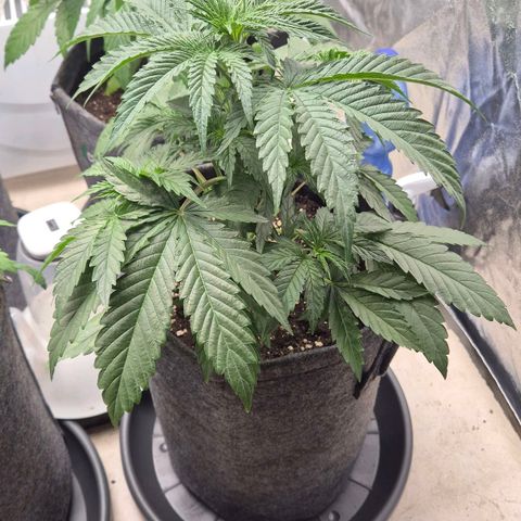 Royal Gorilla 2 growlog timeline photo