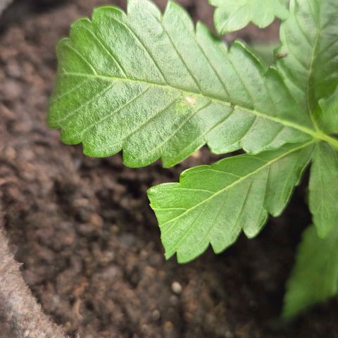 Wedding Gelato 2 growlog timeline photo