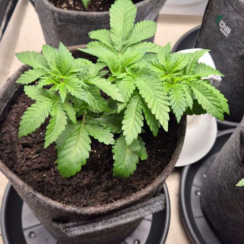 Wedding Gelato 2 growlog timeline photo