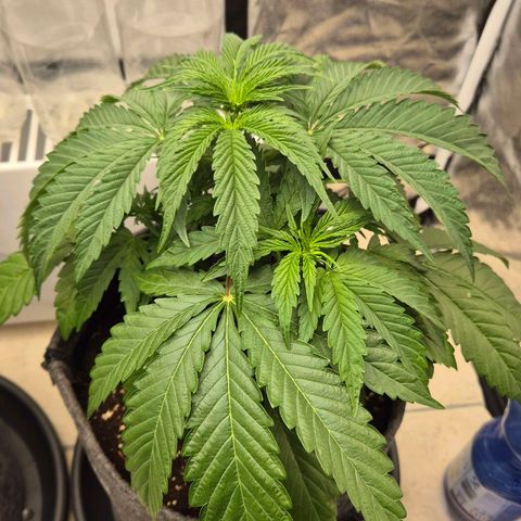 Royal Gorilla 1 growlog timeline photo