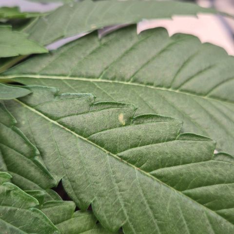 Royal Gorilla 1 growlog timeline photo