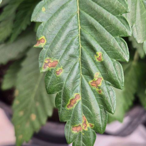 Wedding Gelato 1 growlog timeline photo