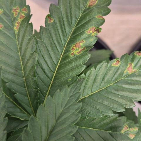 Wedding Gelato 1 growlog timeline photo