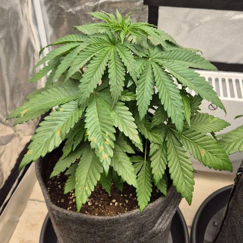 Wedding Gelato 1 growlog timeline photo