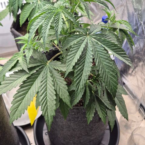 Royal Gorilla 2 growlog timeline photo