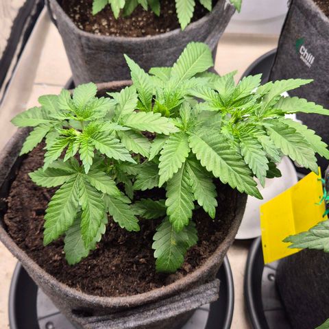 Wedding Gelato 2 growlog timeline photo