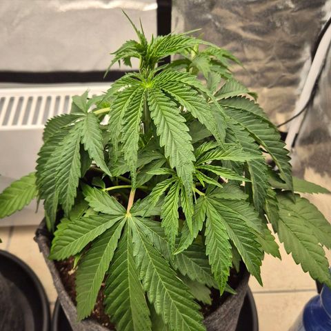 Royal Gorilla 1 growlog timeline photo