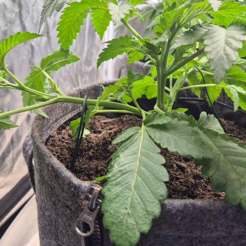 Wedding Gelato 2 growlog timeline photo