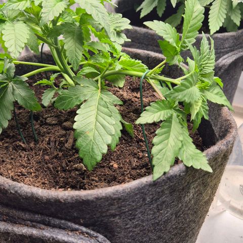 Wedding Gelato 2 growlog timeline photo