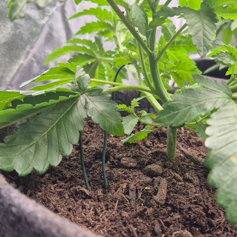 Wedding Gelato 2 growlog timeline photo