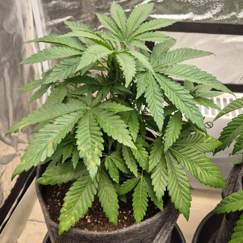 Wedding Gelato 1 growlog timeline photo