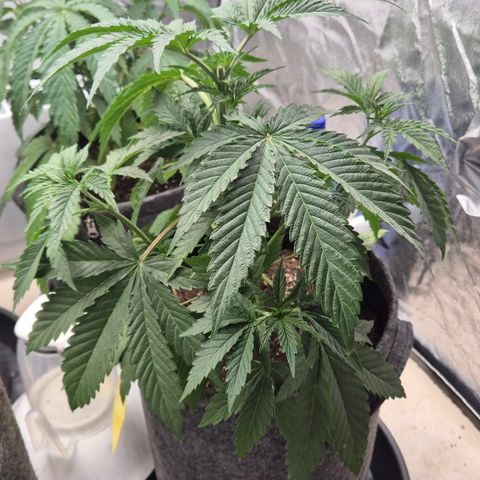 Royal Gorilla 2 growlog timeline photo