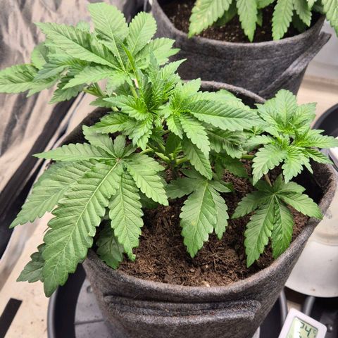 Wedding Gelato 2 growlog timeline photo