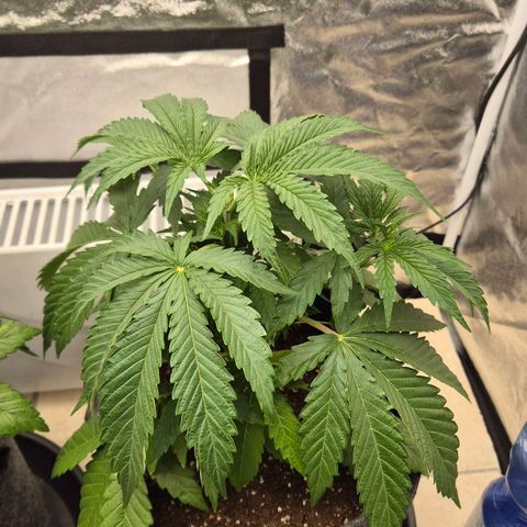Royal Gorilla 1 growlog timeline photo