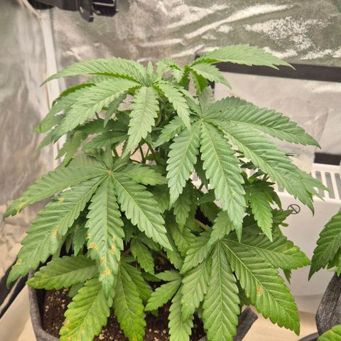 Wedding Gelato 1 growlog timeline photo