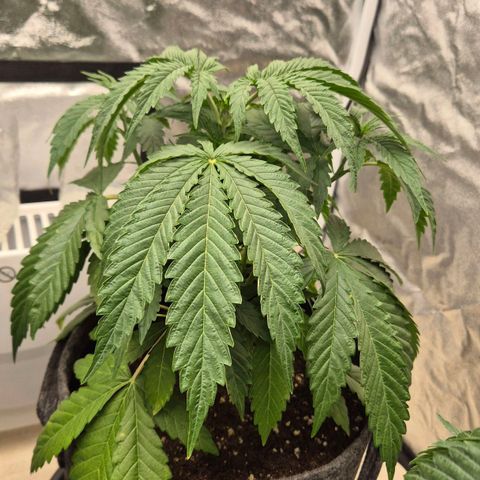 Royal Gorilla 1 growlog timeline photo