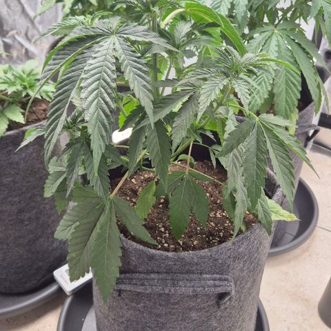Royal Gorilla 2 growlog timeline photo