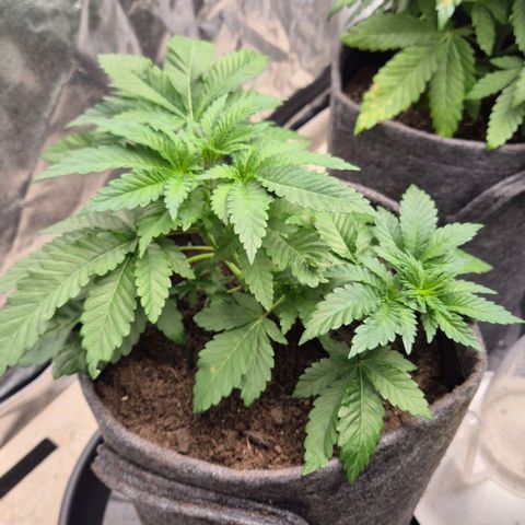 Wedding Gelato 2 growlog timeline photo