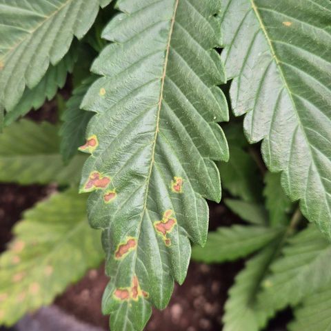 Wedding Gelato 1 growlog timeline photo