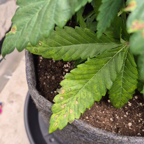 Wedding Gelato 1 growlog timeline photo