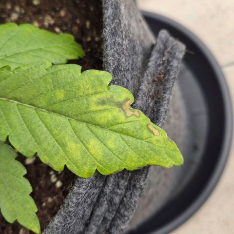 Royal Gorilla 1 growlog timeline photo