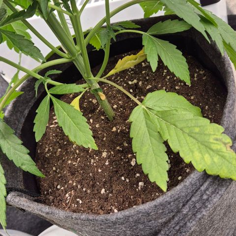 Royal Gorilla 1 growlog timeline photo