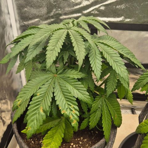 Wedding Gelato 1 growlog timeline photo