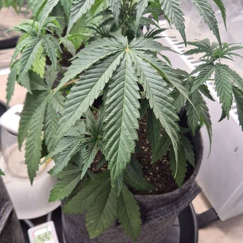 Royal Gorilla 2 growlog timeline photo