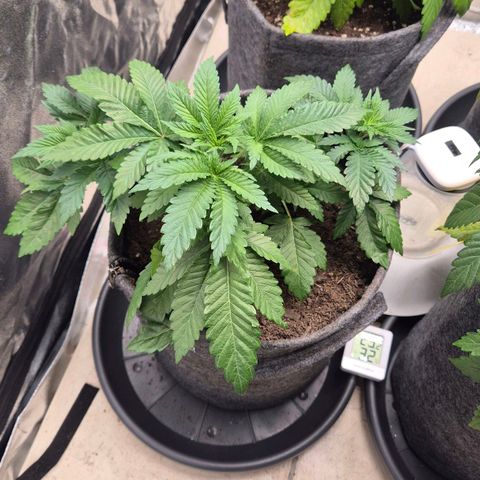 Wedding Gelato 2 growlog timeline photo