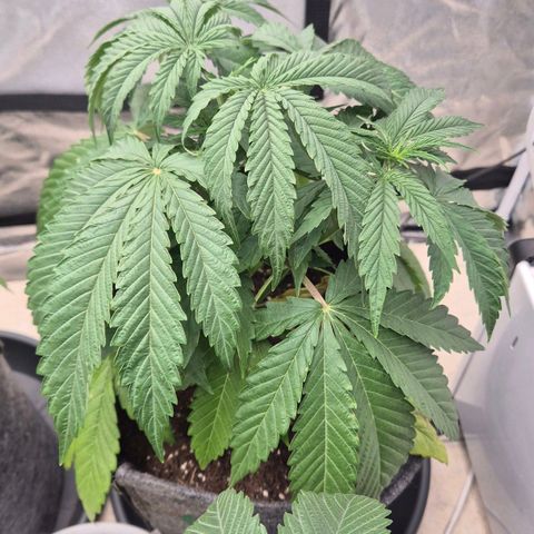 Royal Gorilla 1 growlog timeline photo