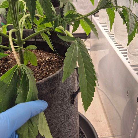 Royal Gorilla 1 growlog timeline photo