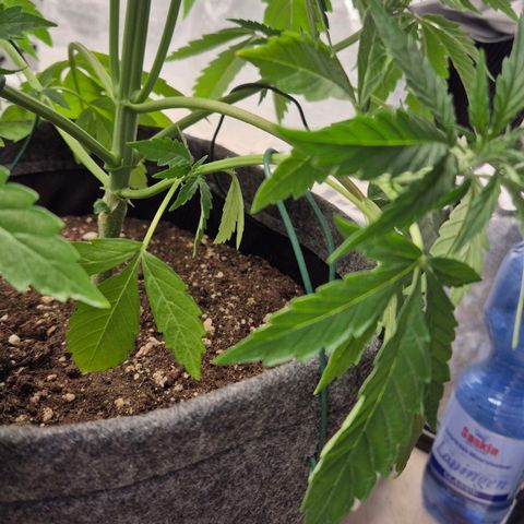 Royal Gorilla 1 growlog timeline photo